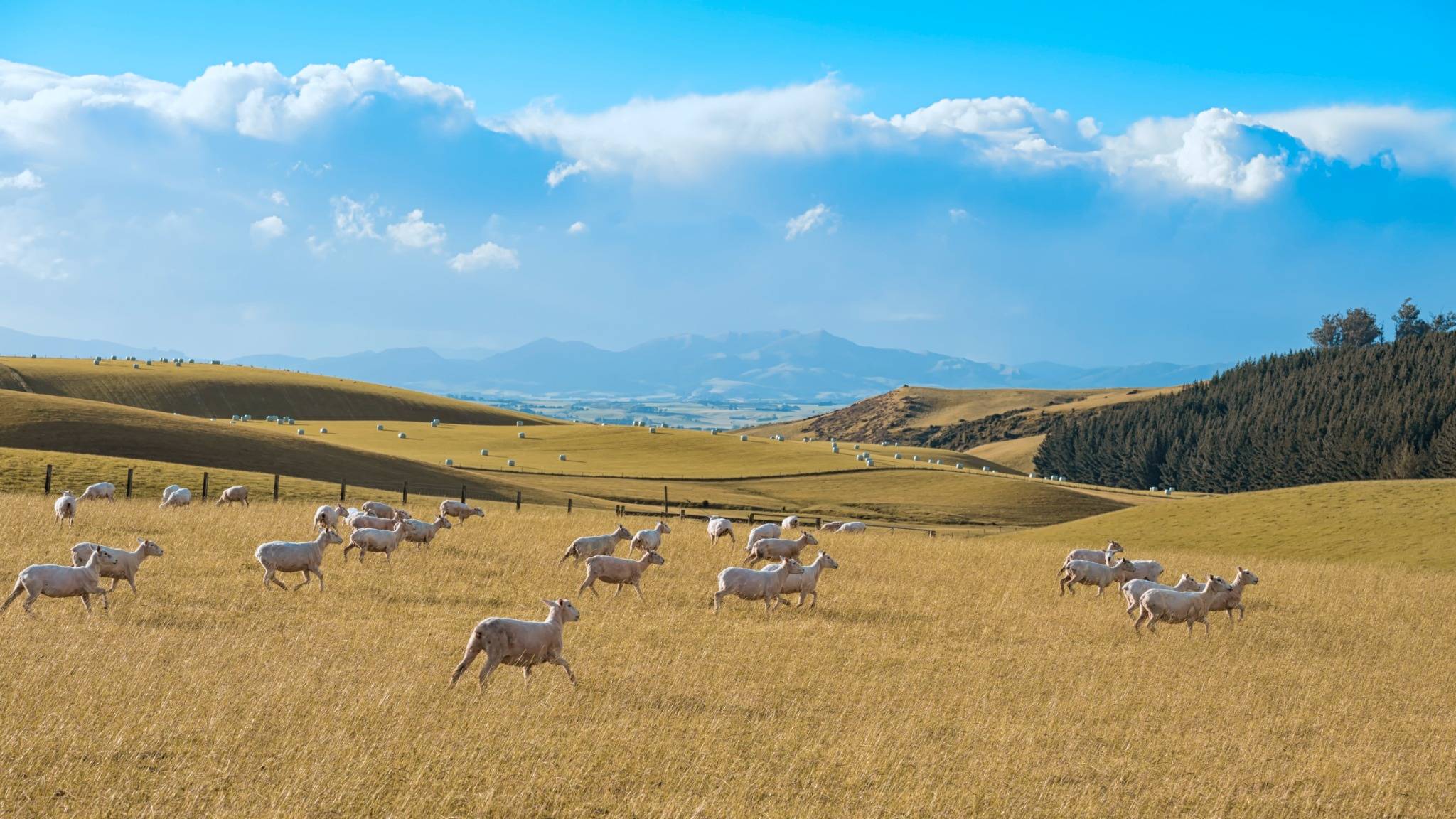新西兰绿名单居留