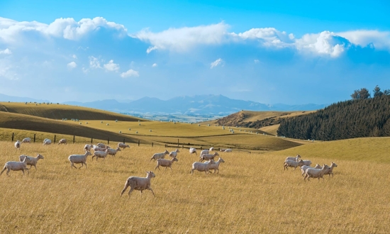 新西兰绿名单居留